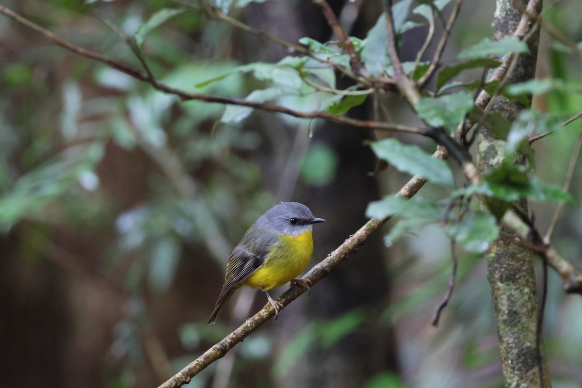 Eastern Yellow Robin - ML641046221