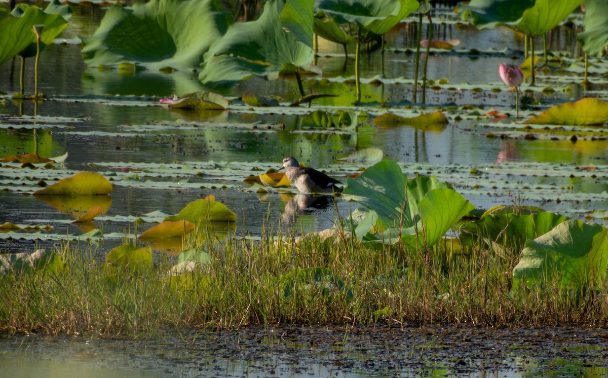 Anserelle de Coromandel - ML641046225