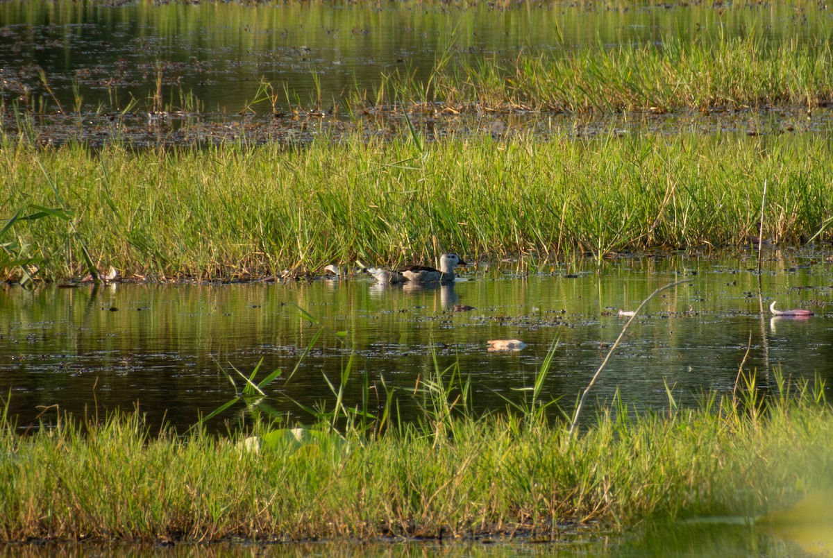 Anserelle de Coromandel - ML641046226