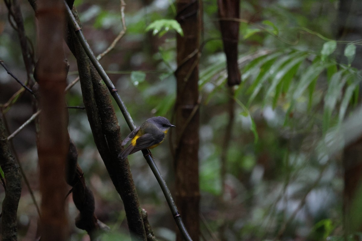 Eastern Yellow Robin - ML641046228