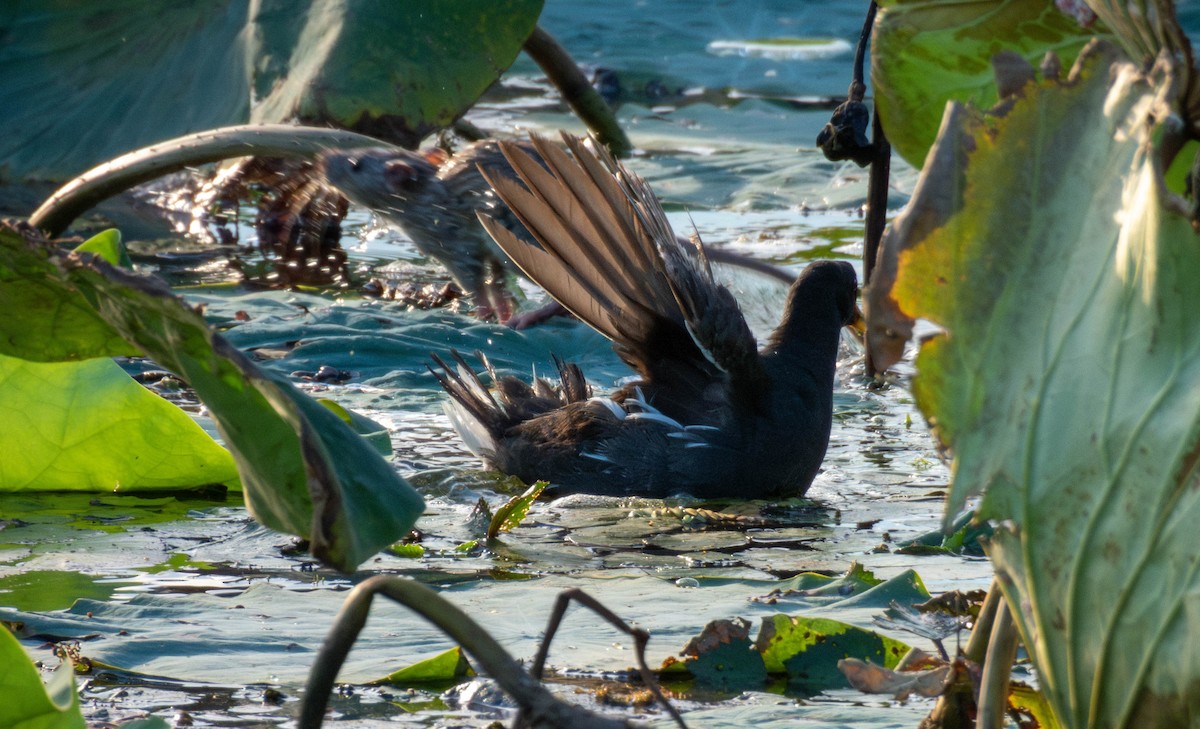 Gallinule poule-d'eau - ML641046229