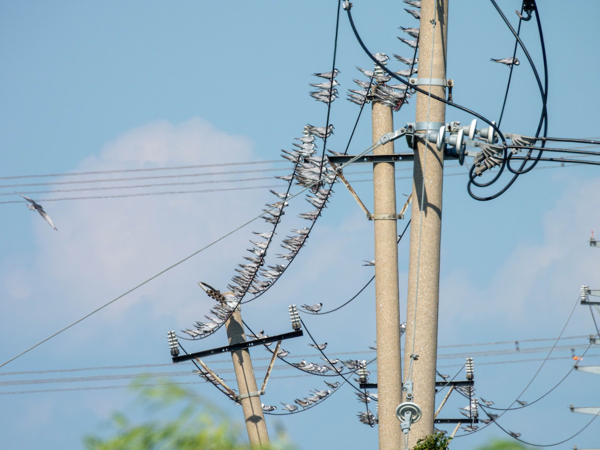 Guifette moustac - ML641046237