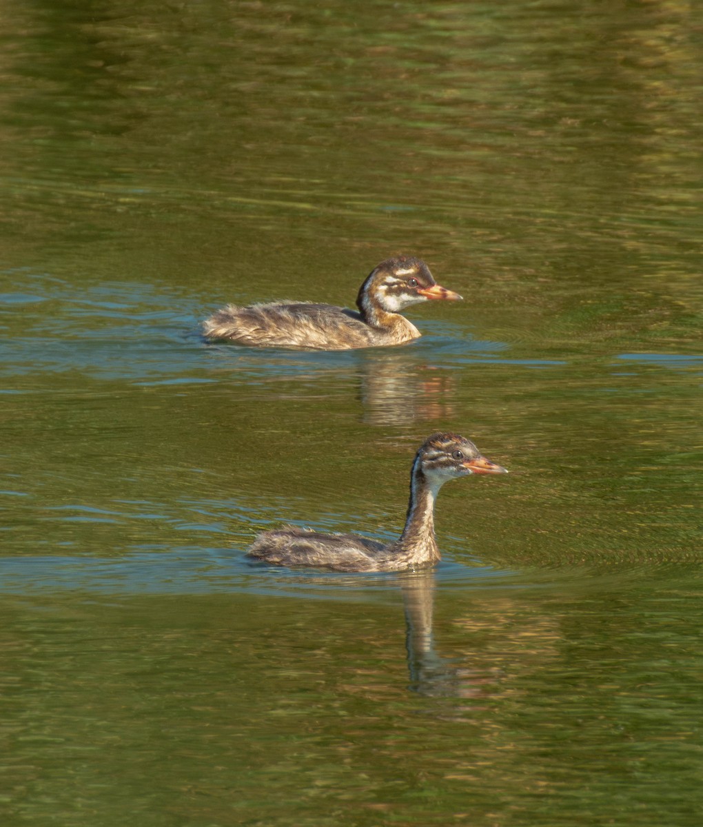 Grèbe castagneux - ML641046238