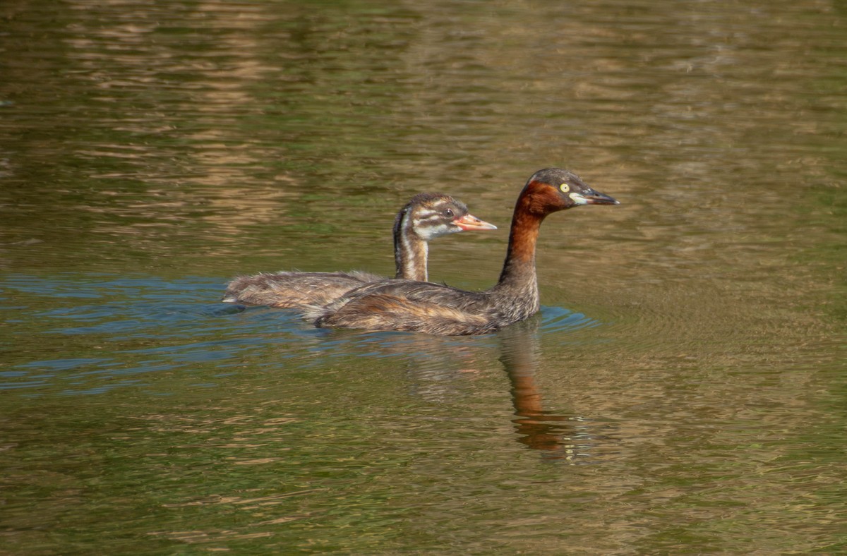 Grèbe castagneux - ML641046239