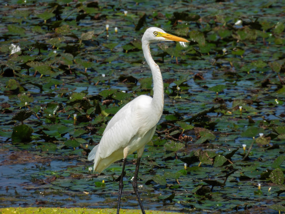 Héron intermédiaire - ML641046243
