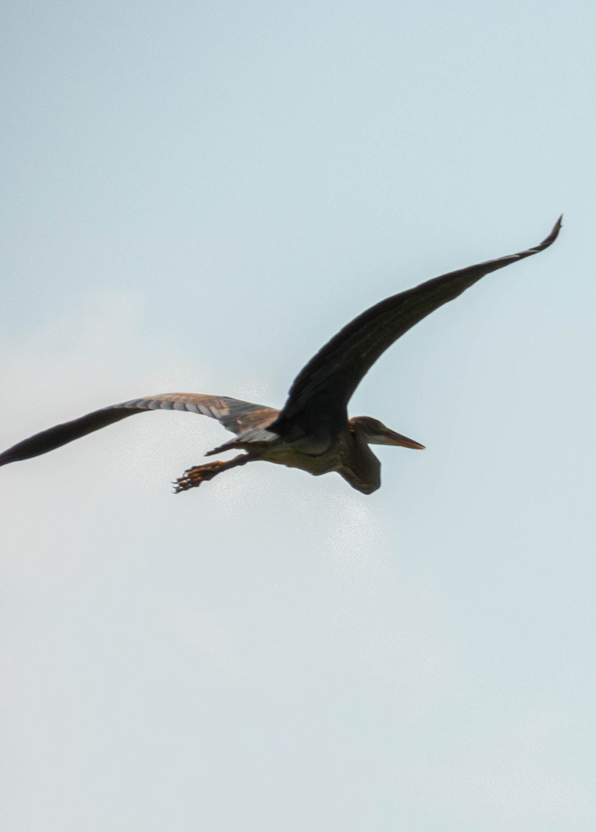 Héron pourpré - ML641046246