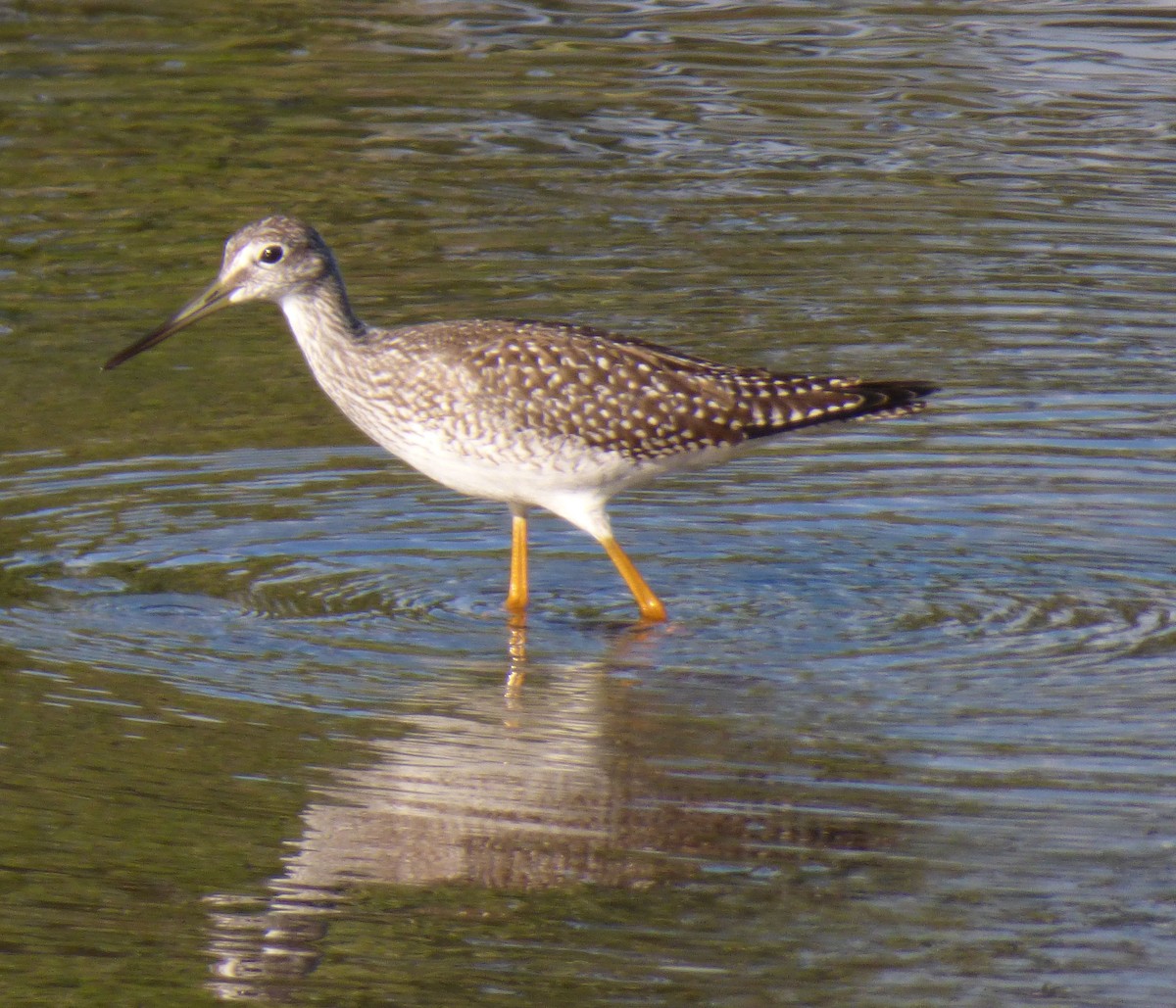 Greater Yellowlegs - ML641046284