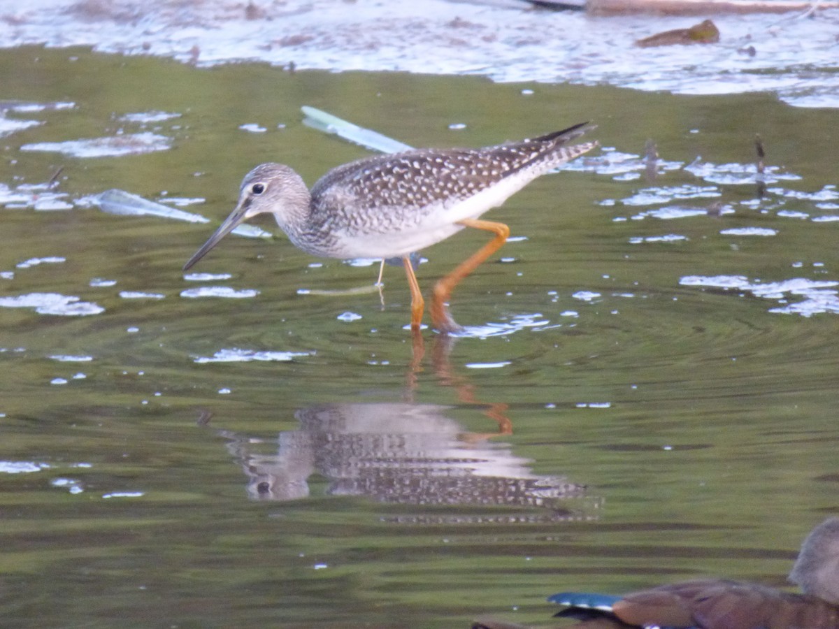 Greater Yellowlegs - ML641046286