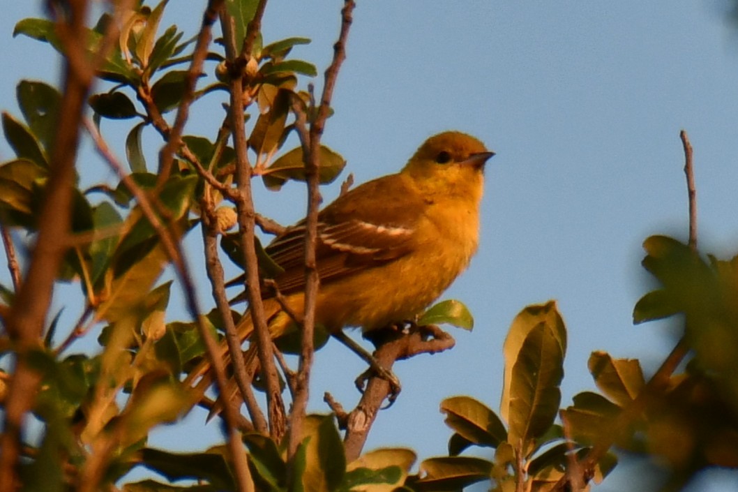 Baltimore Oriole - ML641046288