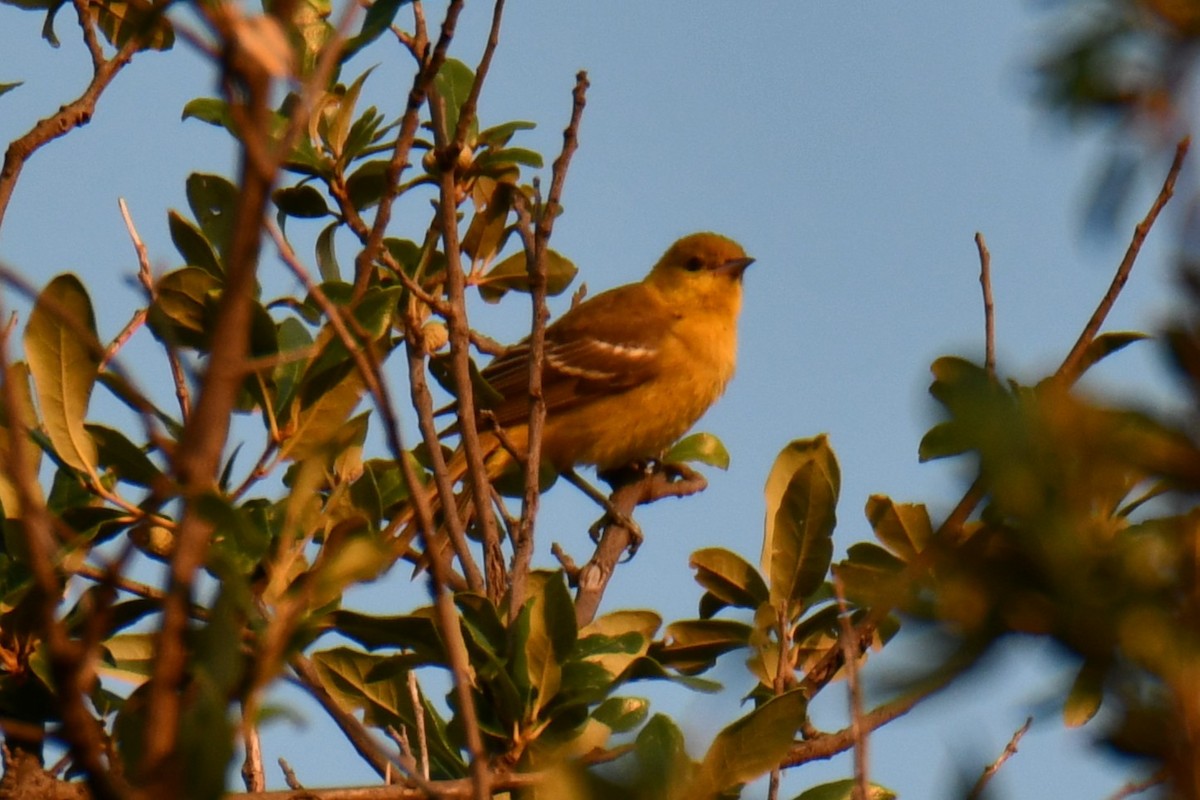 Baltimore Oriole - ML641046291