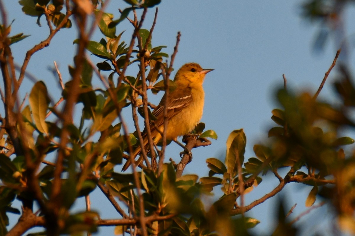 Baltimore Oriole - ML641046292