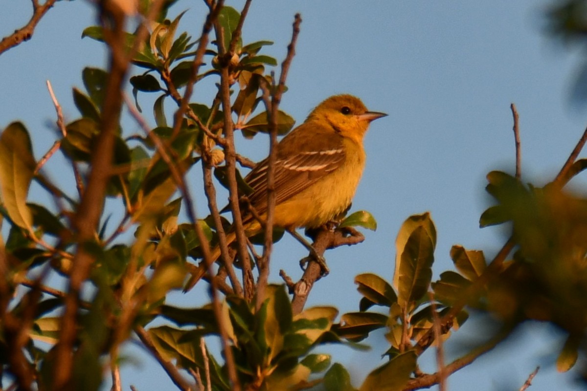 Baltimore Oriole - ML641046293
