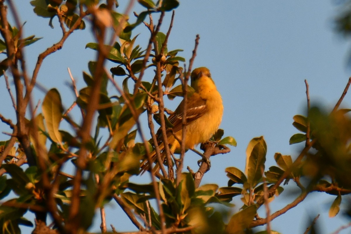 Baltimore Oriole - ML641046294