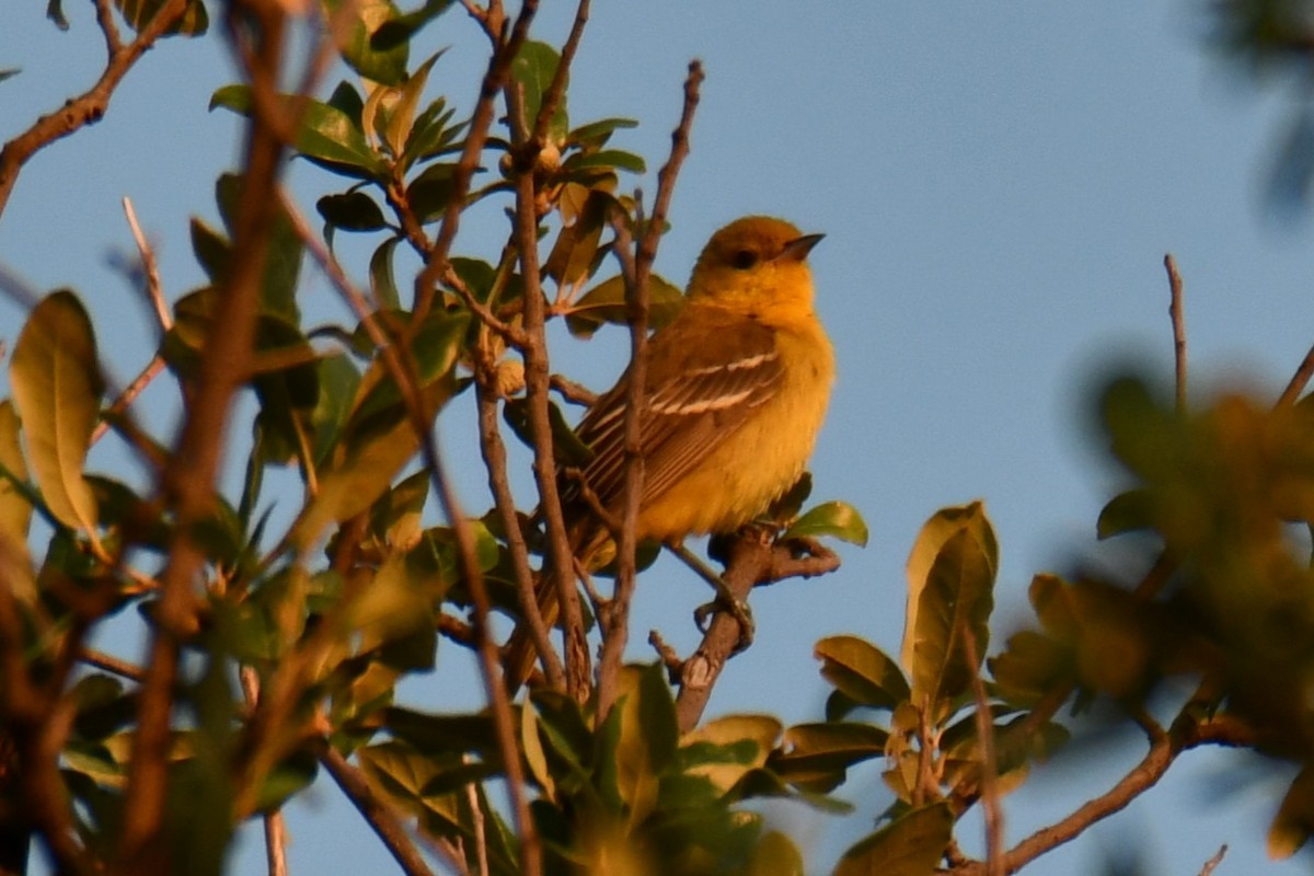 Baltimore Oriole - ML641046295
