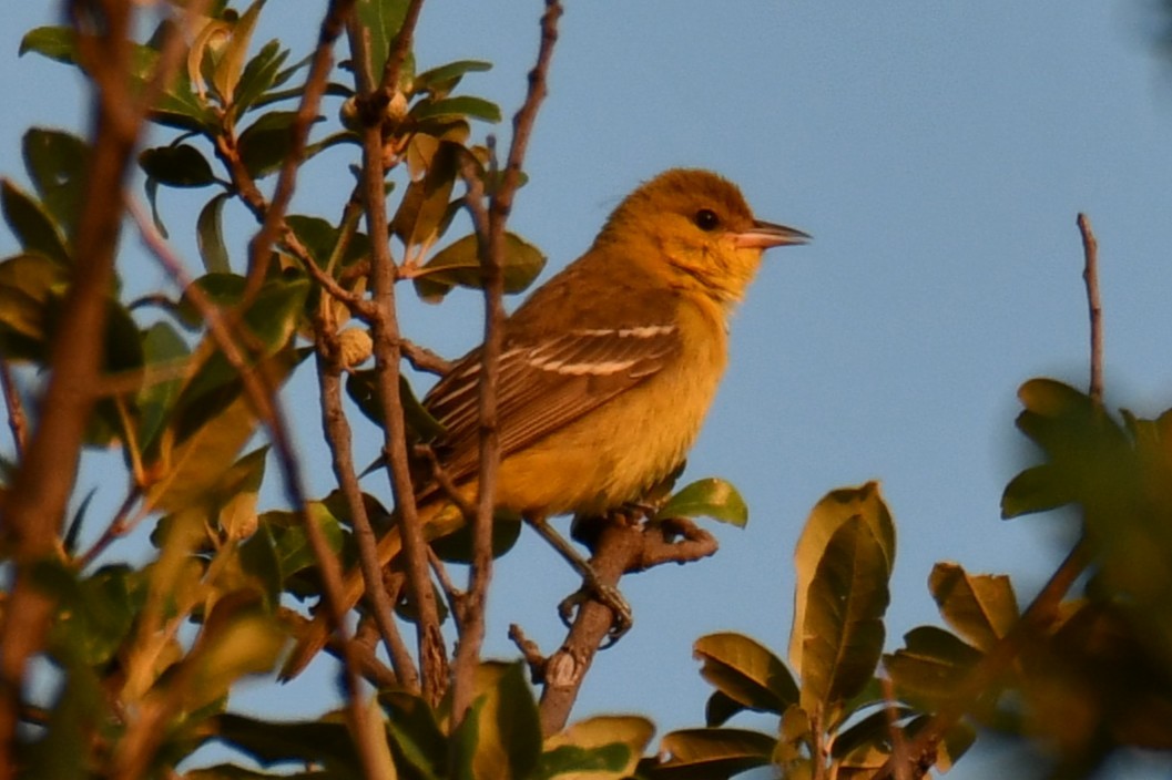 Baltimore Oriole - ML641046297