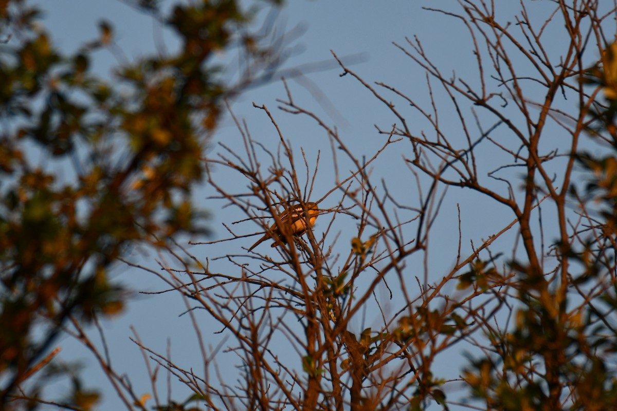 Baltimore Oriole - ML641046299