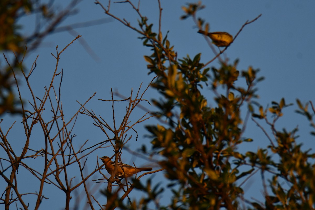 Baltimore Oriole - ML641046300