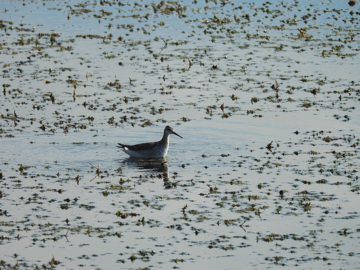 Wilson's Phalarope - ML641046307