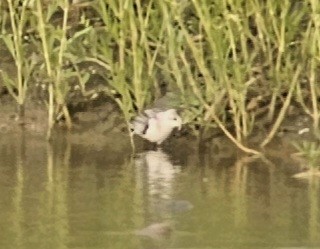 Sanderling - ML641046366