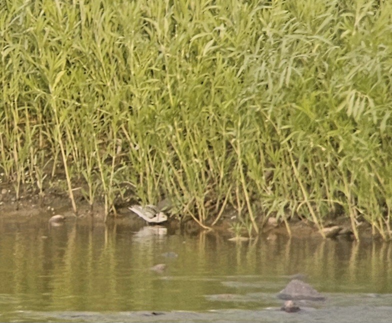 Sanderling - ML641046368