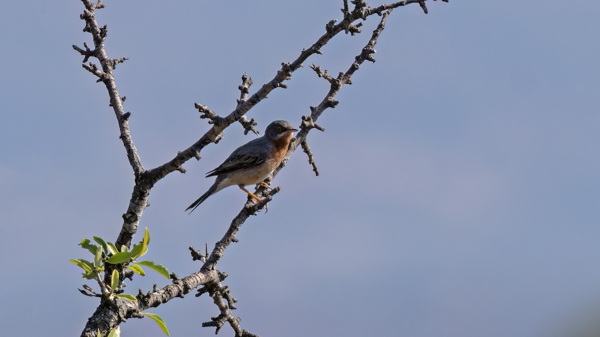 Eastern Subalpine Warbler - ML641046400