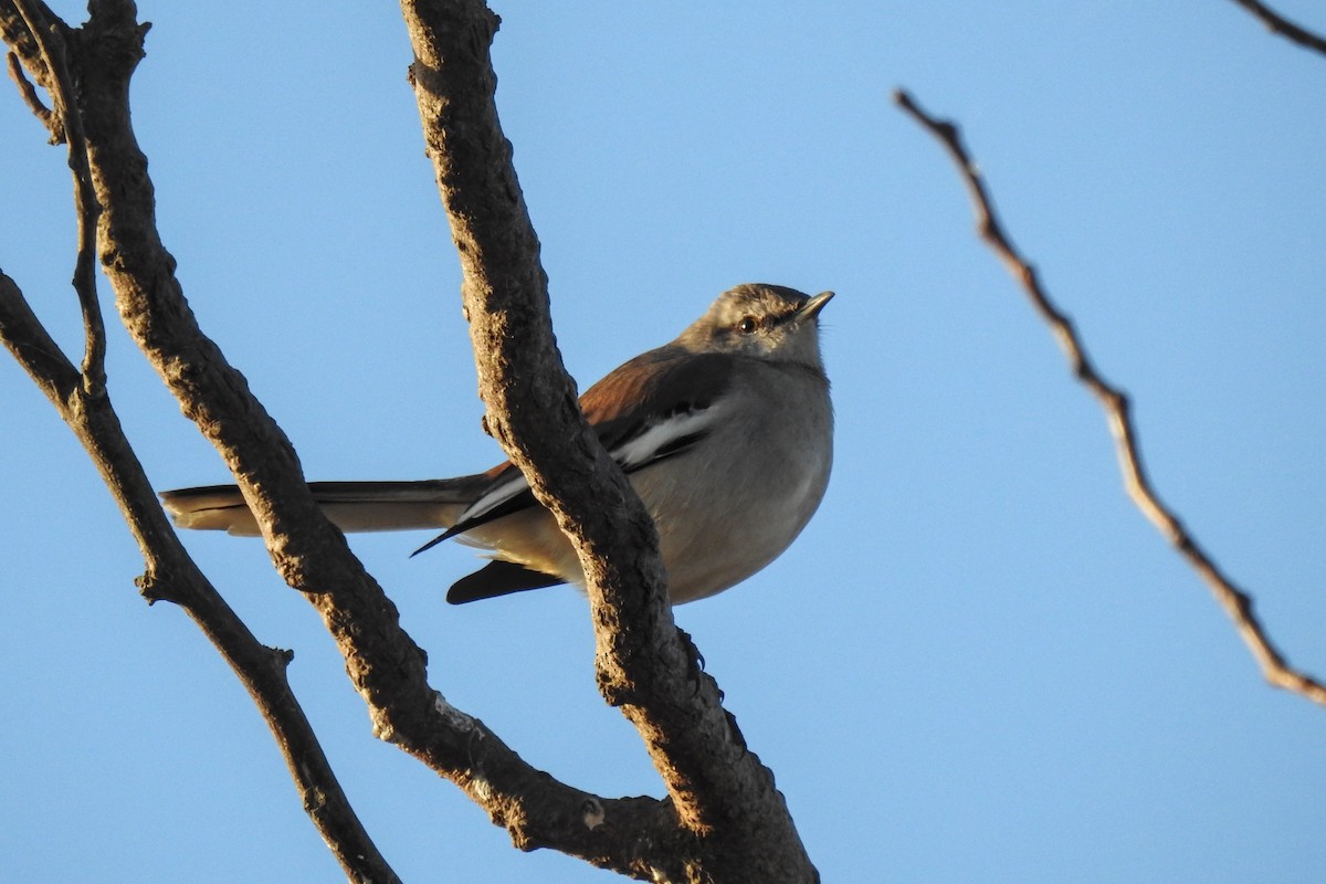 White-banded Mockingbird - ML641046403