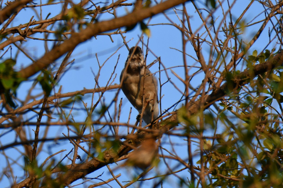 Blue Jay - ML641046413
