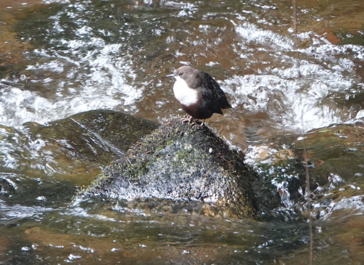 White-throated Dipper - ML641046433