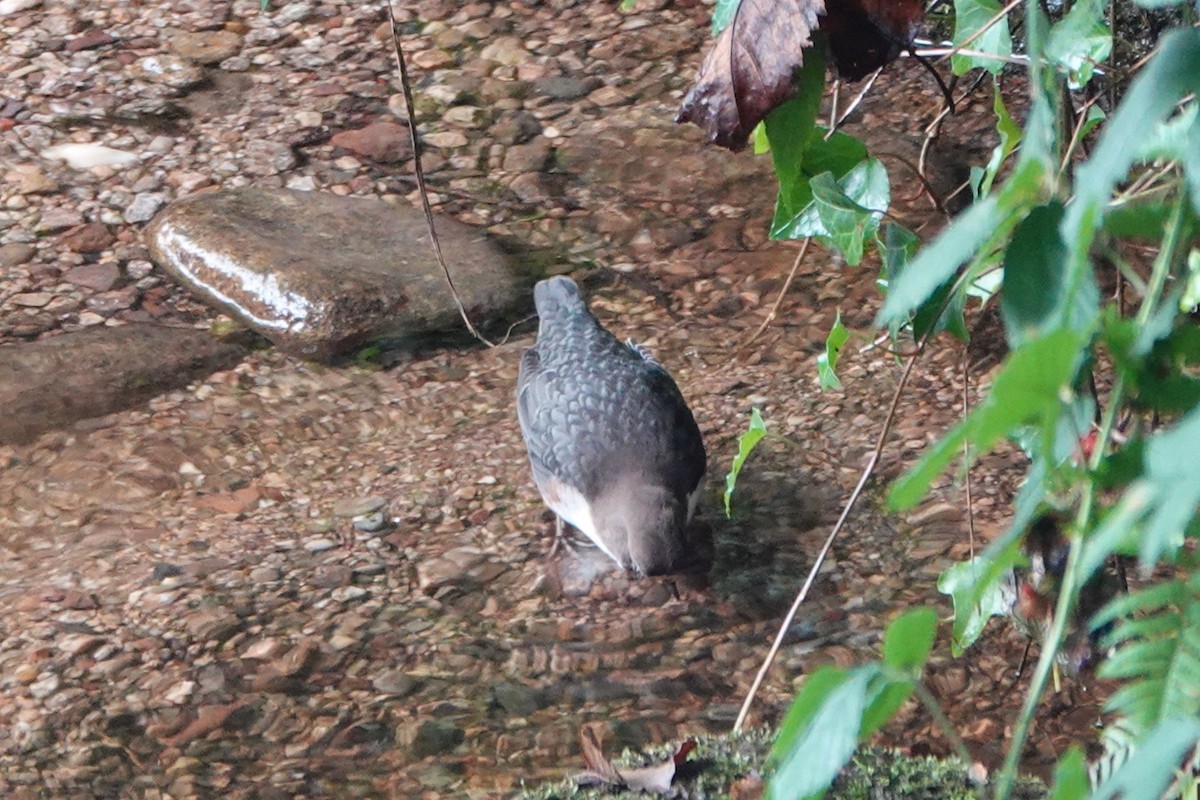 White-throated Dipper - ML641046434