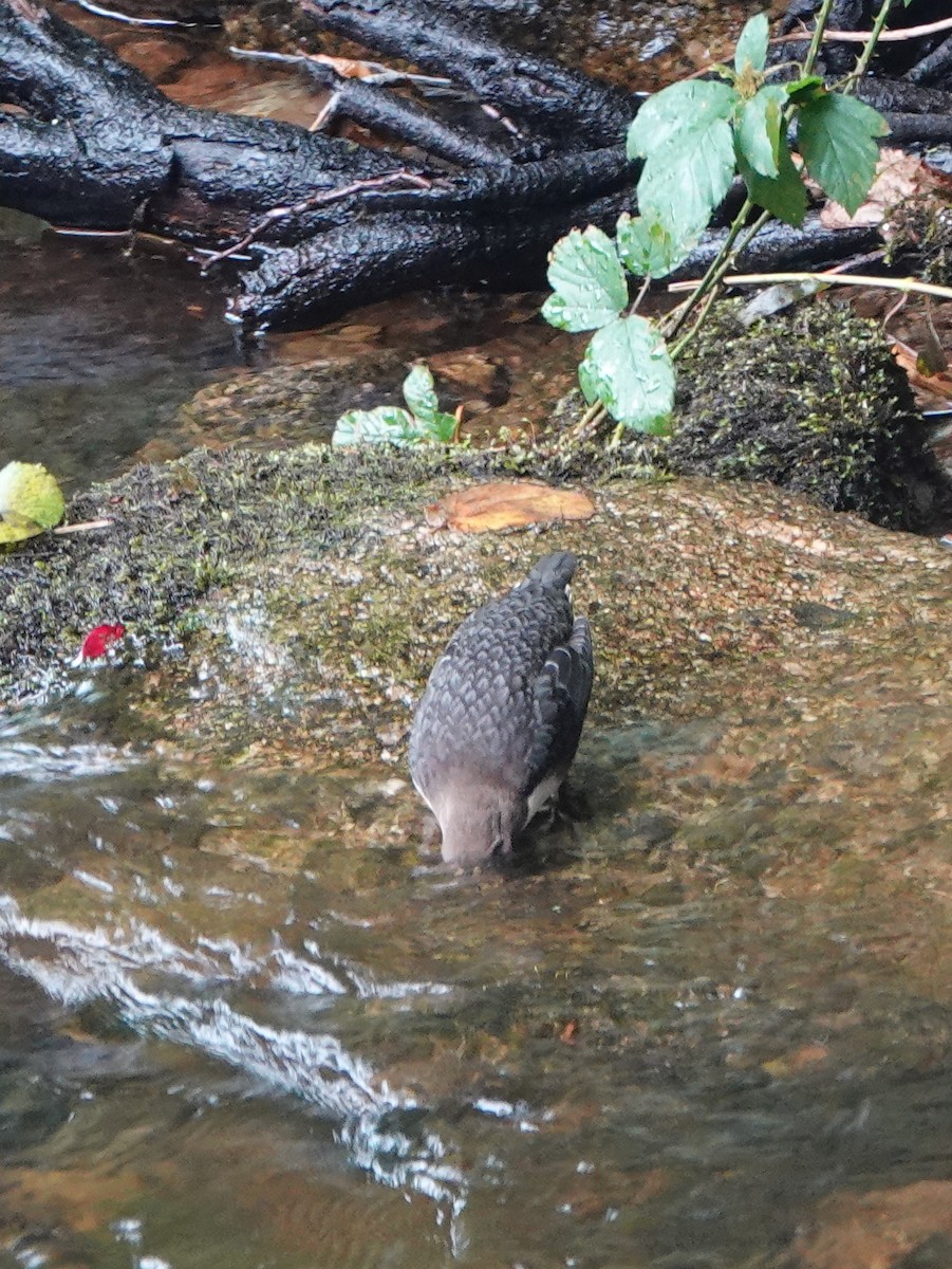 White-throated Dipper - ML641046435