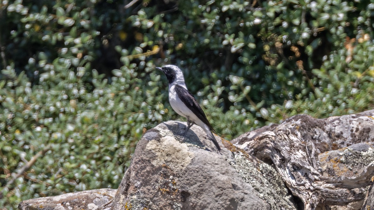 Eastern Black-eared Wheatear - ML641046460