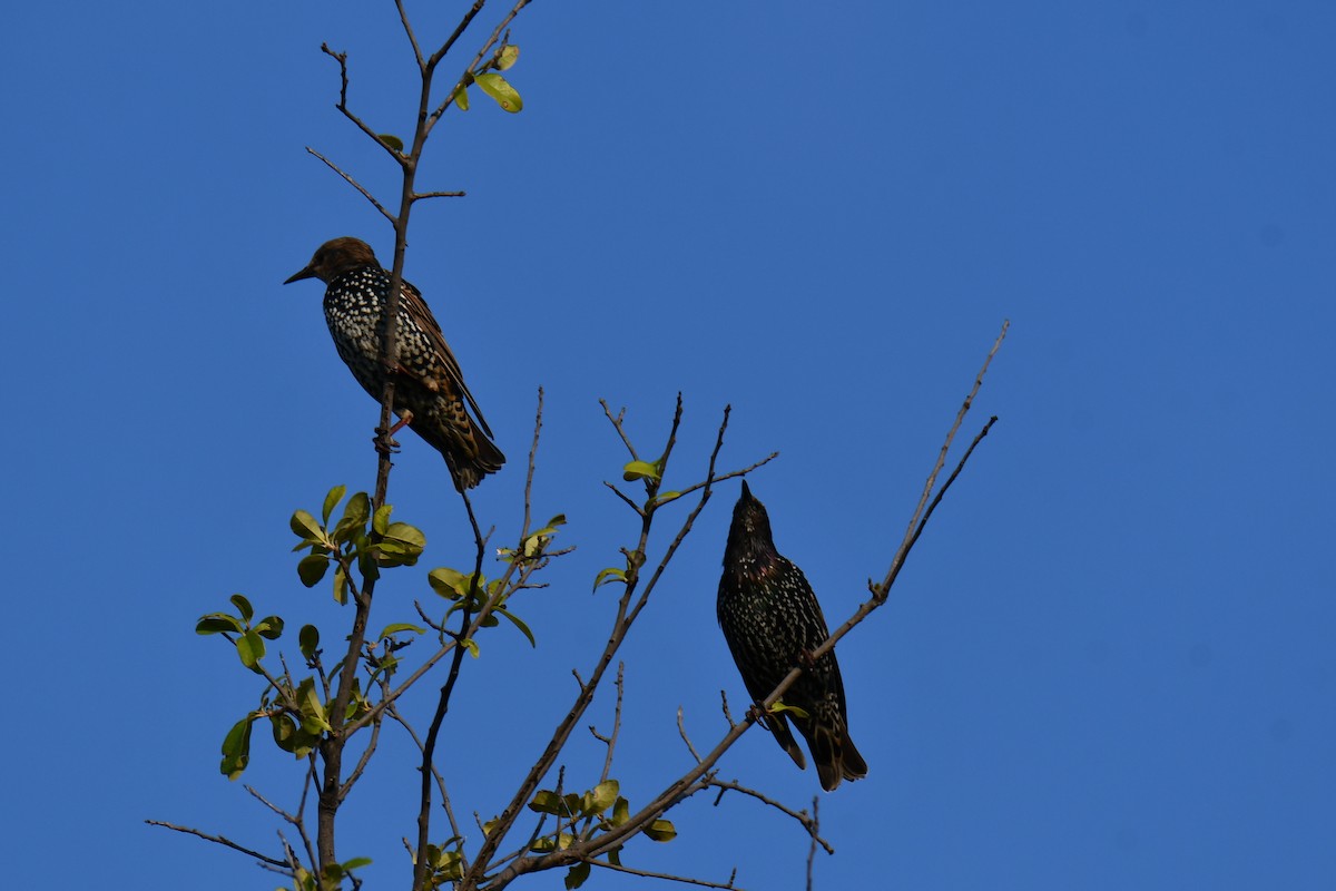 歐洲椋鳥 - ML641046484