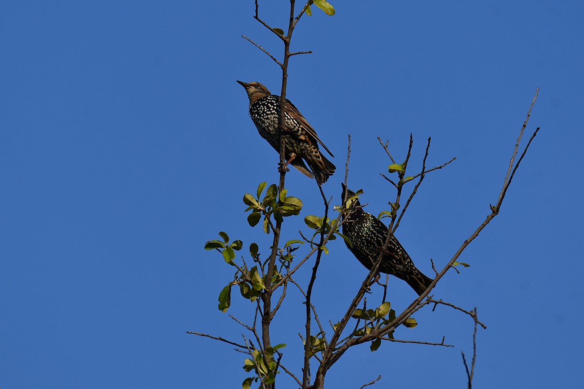 歐洲椋鳥 - ML641046485