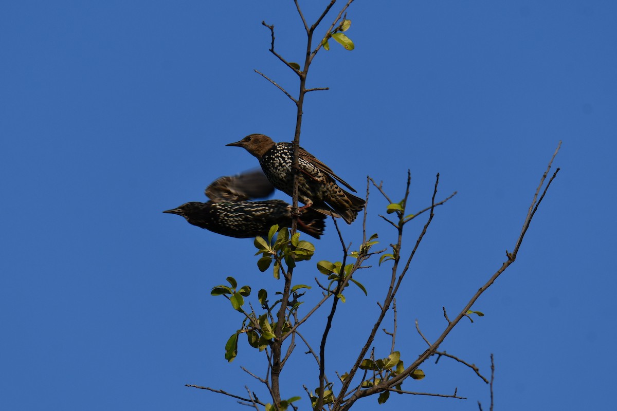歐洲椋鳥 - ML641046487