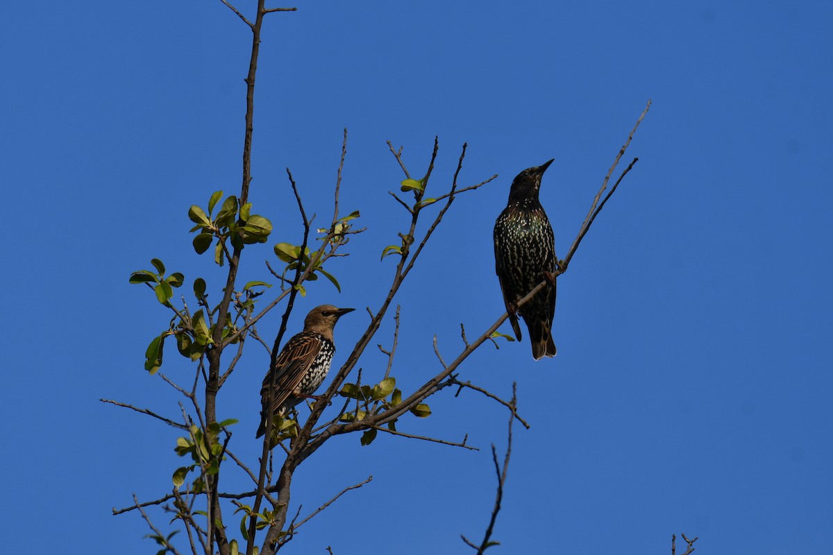 歐洲椋鳥 - ML641046488