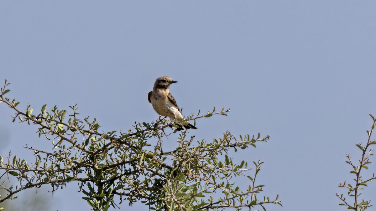 Eastern Black-eared Wheatear - ML641046489