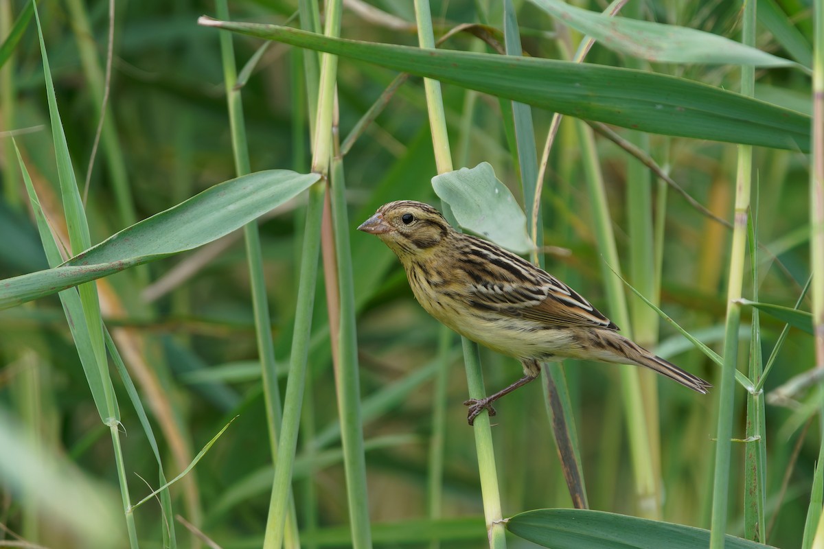Yellow-breasted Bunting - ML641046495
