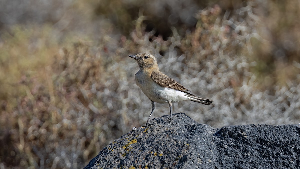Eastern Black-eared Wheatear - ML641046499