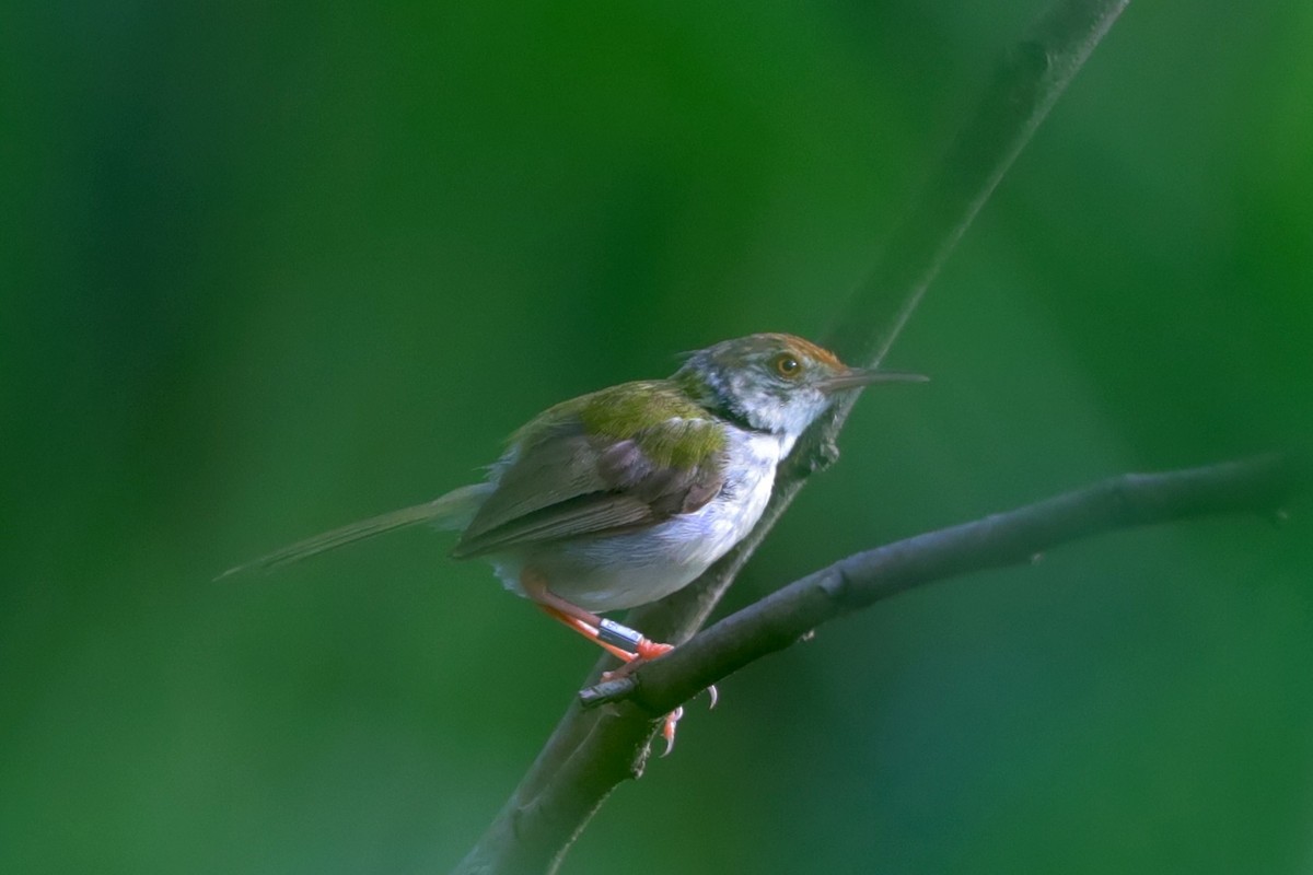 Common Tailorbird - ML641046545