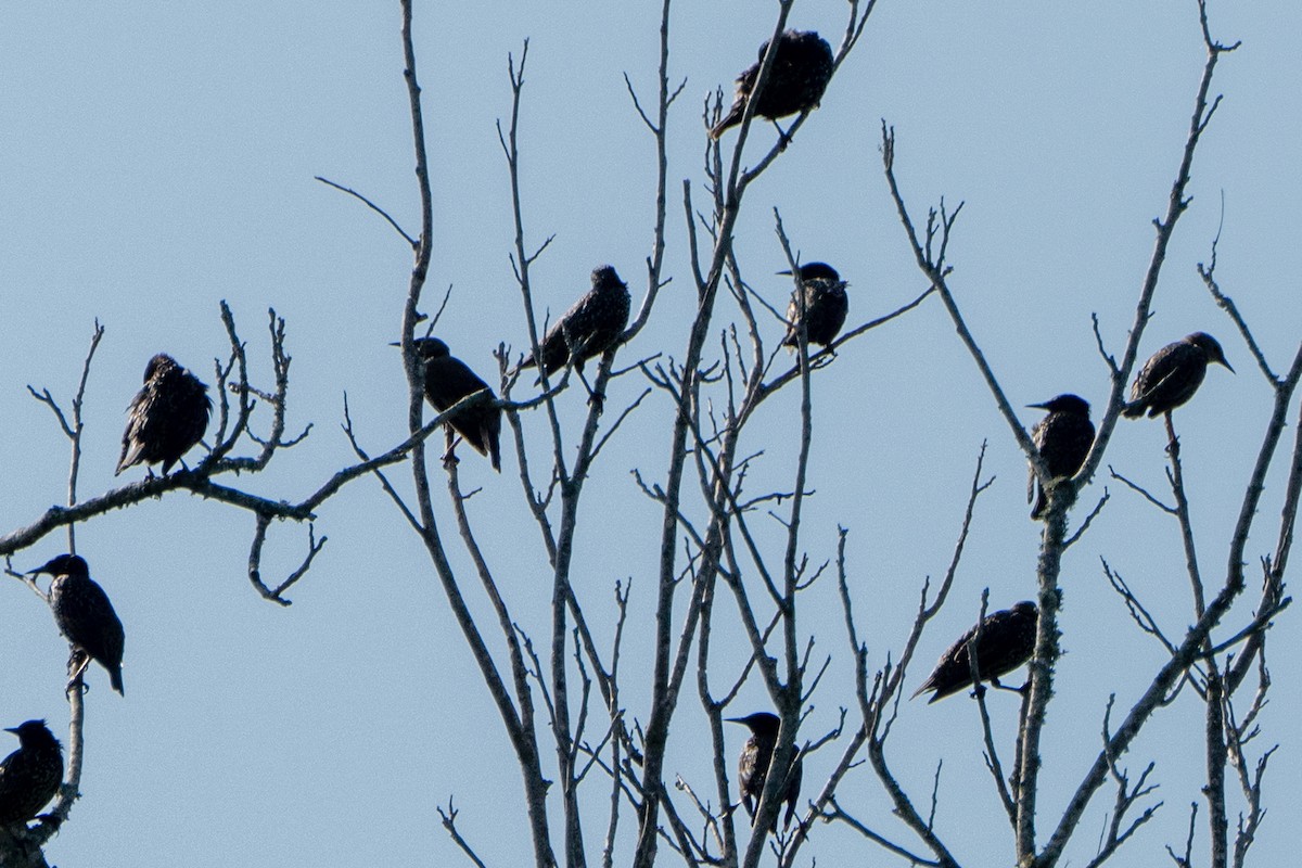 歐洲椋鳥 - ML641046547