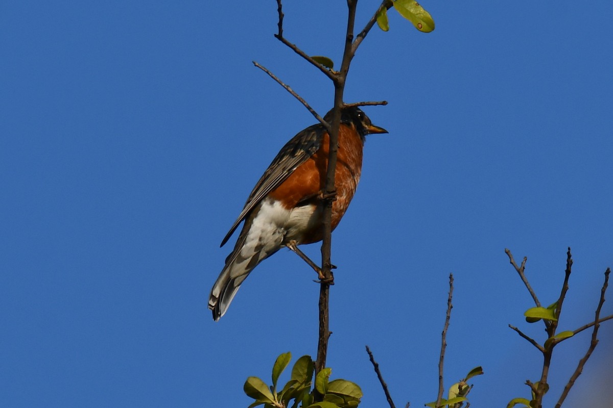 American Robin - ML641046550