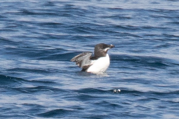 Tordalk - ML641046551