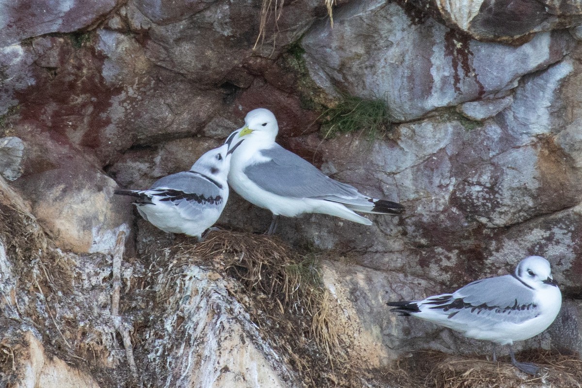 Black-legged Kittiwake - ML641046583