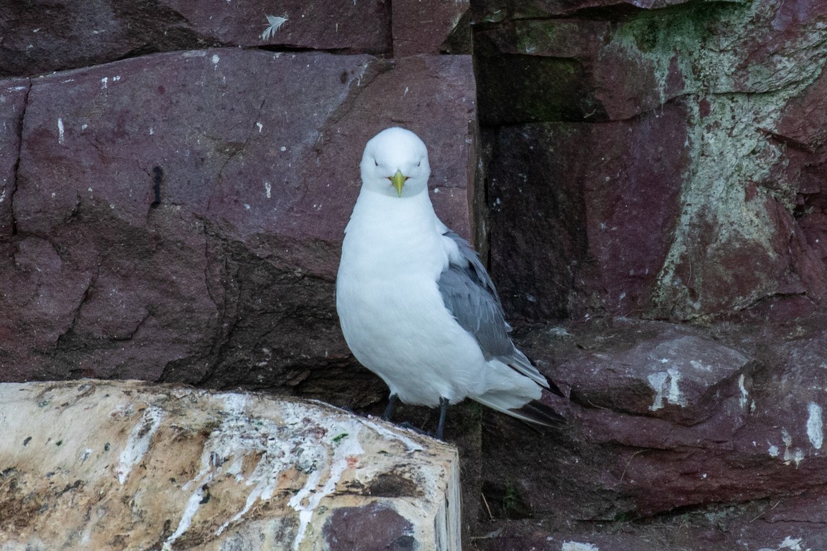 Black-legged Kittiwake - ML641046584