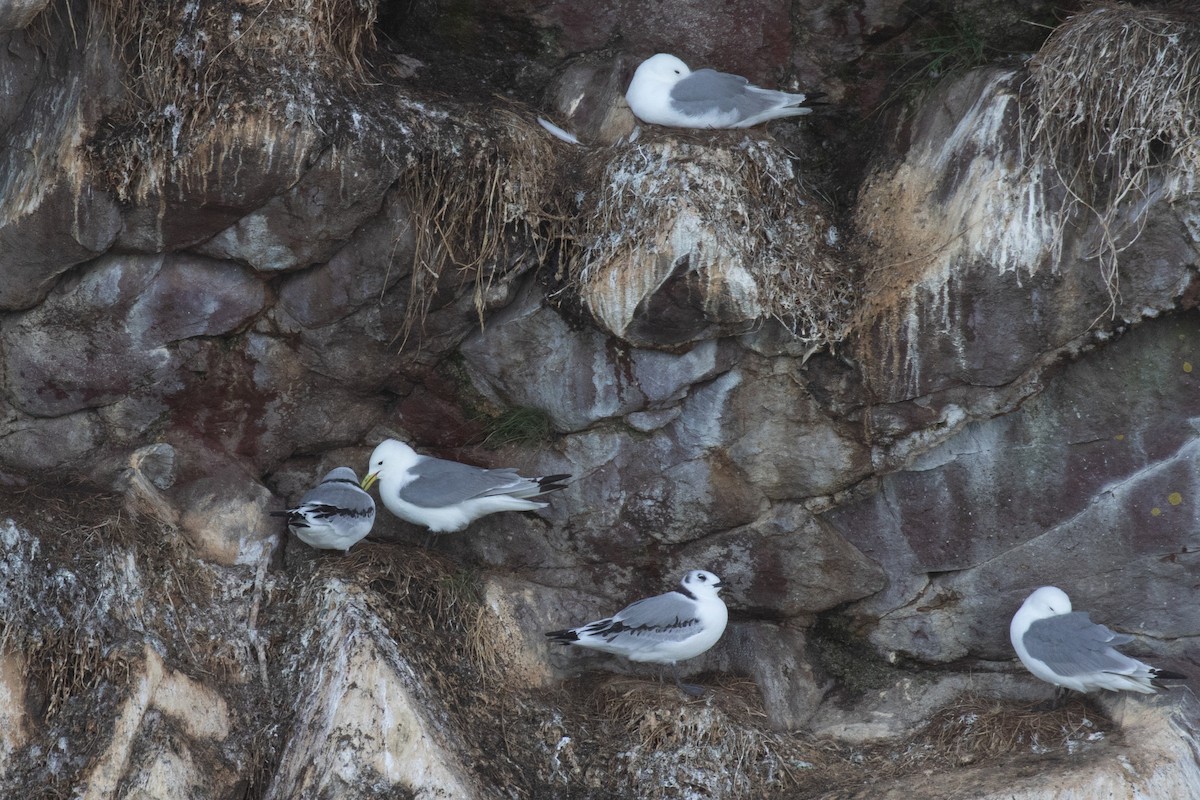 Black-legged Kittiwake - ML641046585