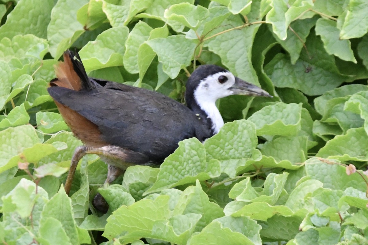 White-breasted Waterhen - ML641046588