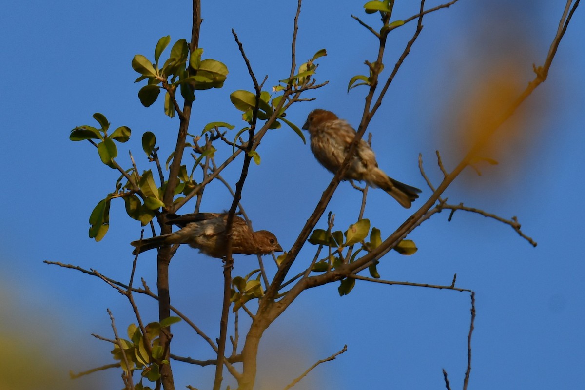 hýl rudoprsý - ML641046594