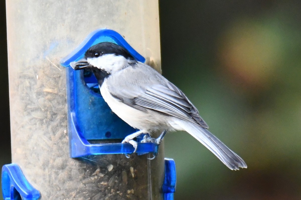 Carolina Chickadee - ML641046642
