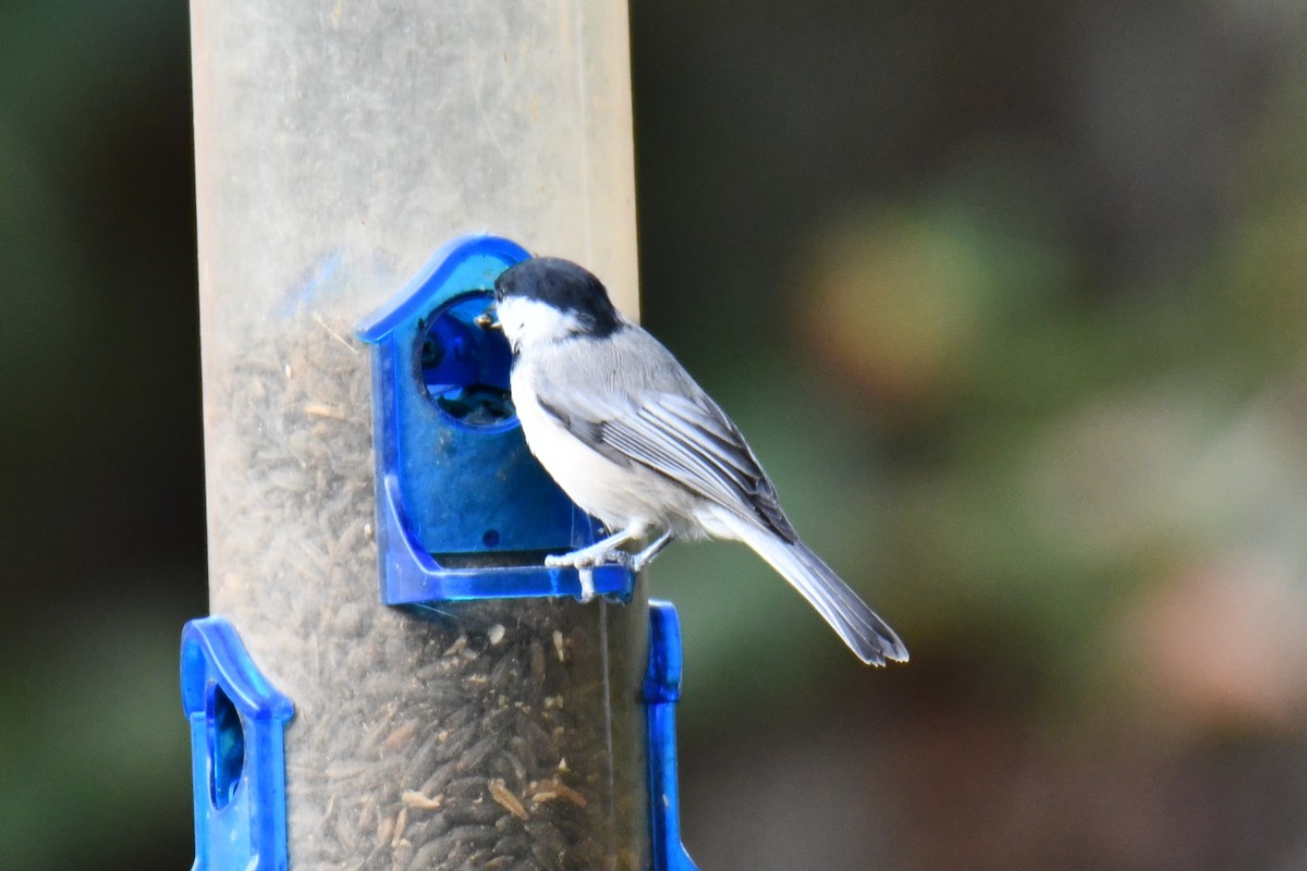 Carolina Chickadee - ML641046643