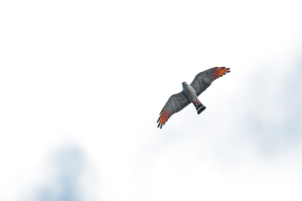 Plumbeous Kite - ML641046652